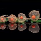 Lampionblume / Physalis