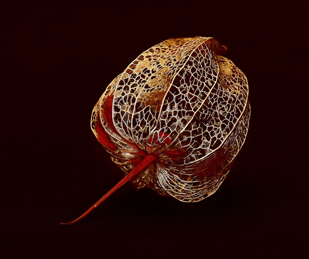 lampionblume physalis