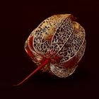 lampionblume physalis