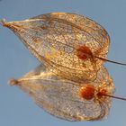 Lampionblume - Physalis alkekengi