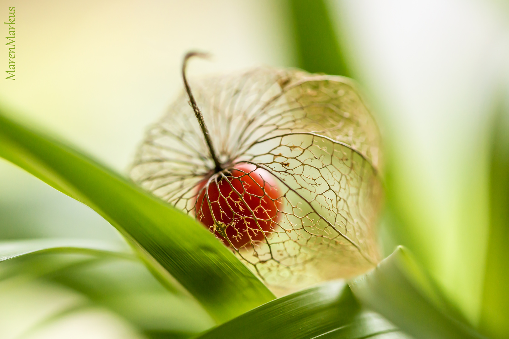 Lampionblume / Physalis alkekengi