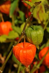 Lampionblume (Physalis alkekengi)