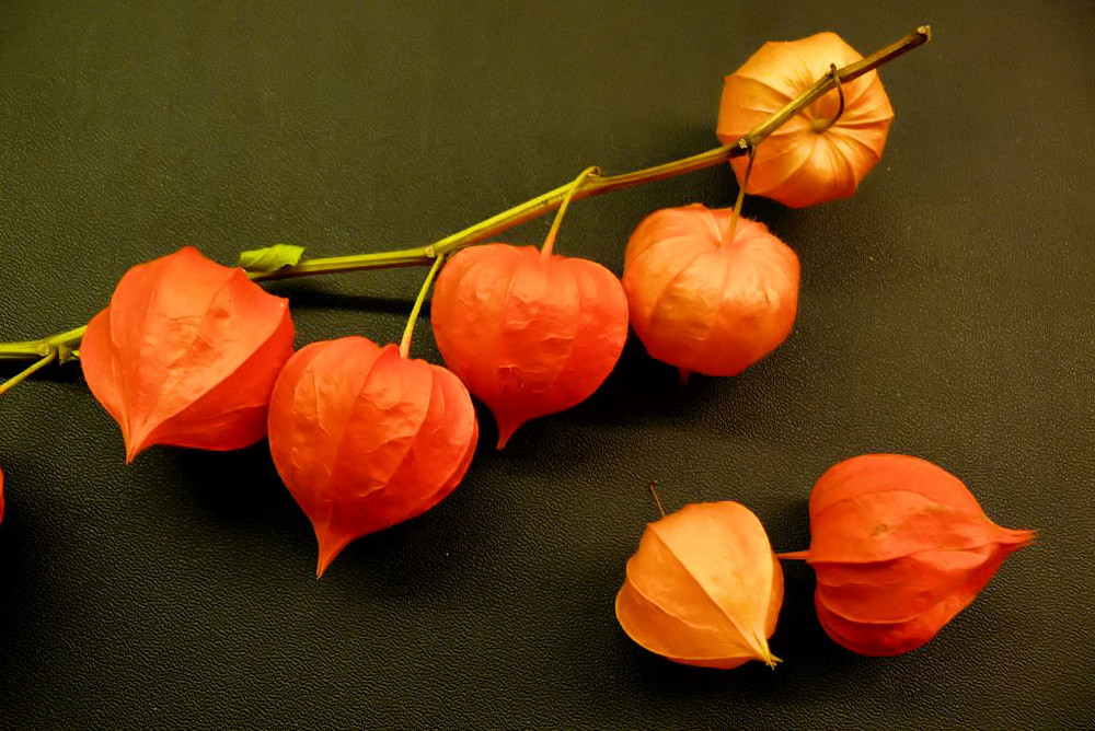 Lampionblume (Physalis alkekengi)