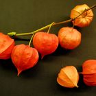 Lampionblume (Physalis alkekengi)