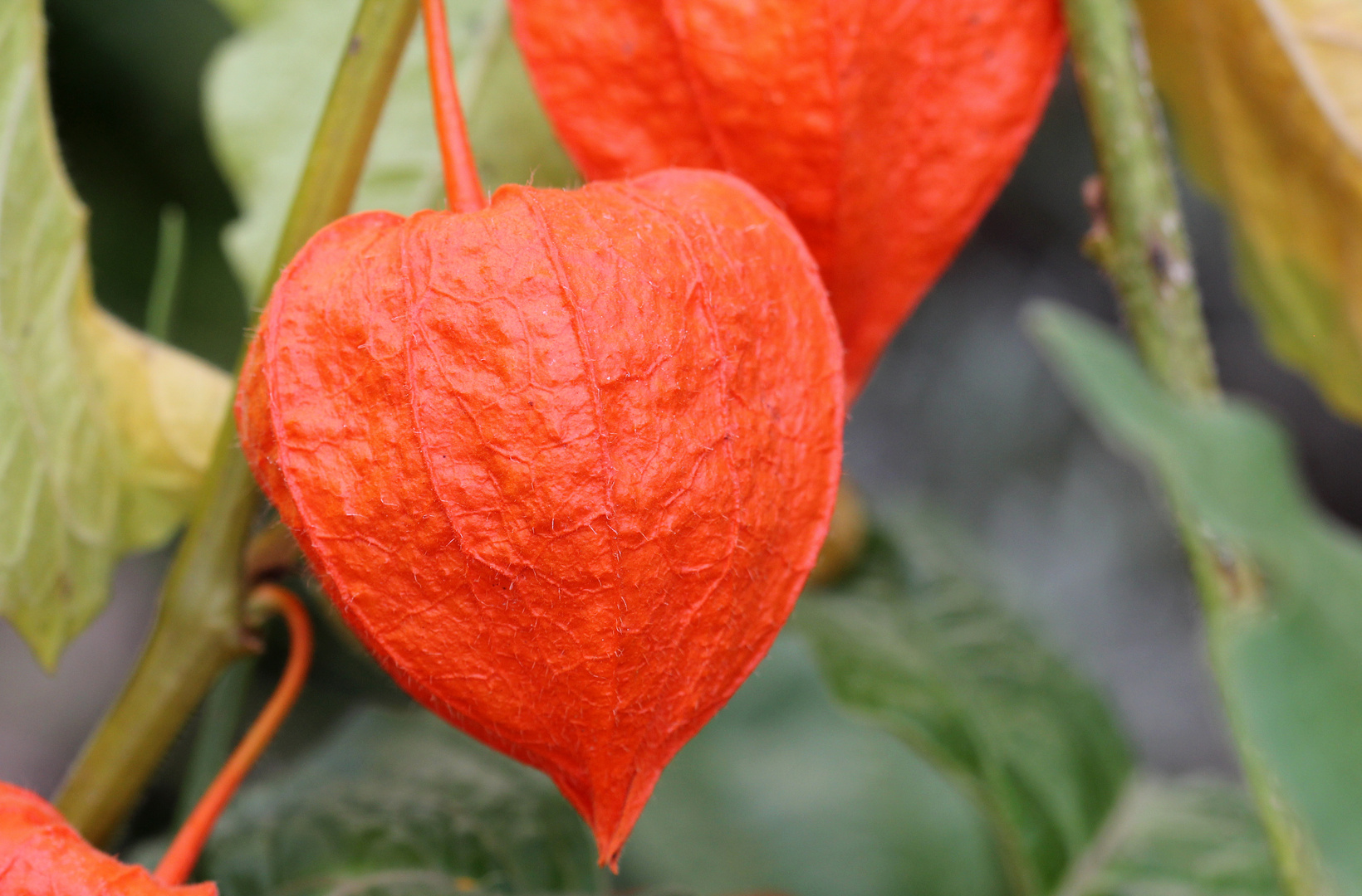 Lampionblume  - Physalis alkekengi - 