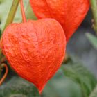 Lampionblume  - Physalis alkekengi - 