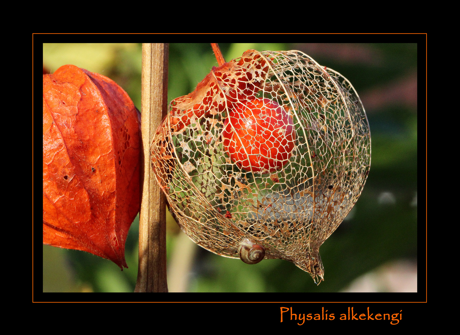 Lampionblume - Physalis alkekengi