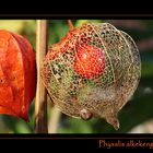 Lampionblume - Physalis alkekengi