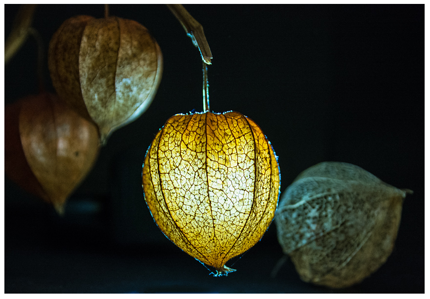 Lampionblume (Physalis alkekengi)