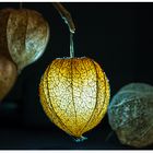 Lampionblume (Physalis alkekengi)