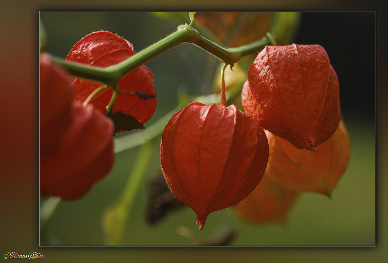  Lampionblume (Physalis alkekengi)