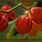  Lampionblume (Physalis alkekengi)