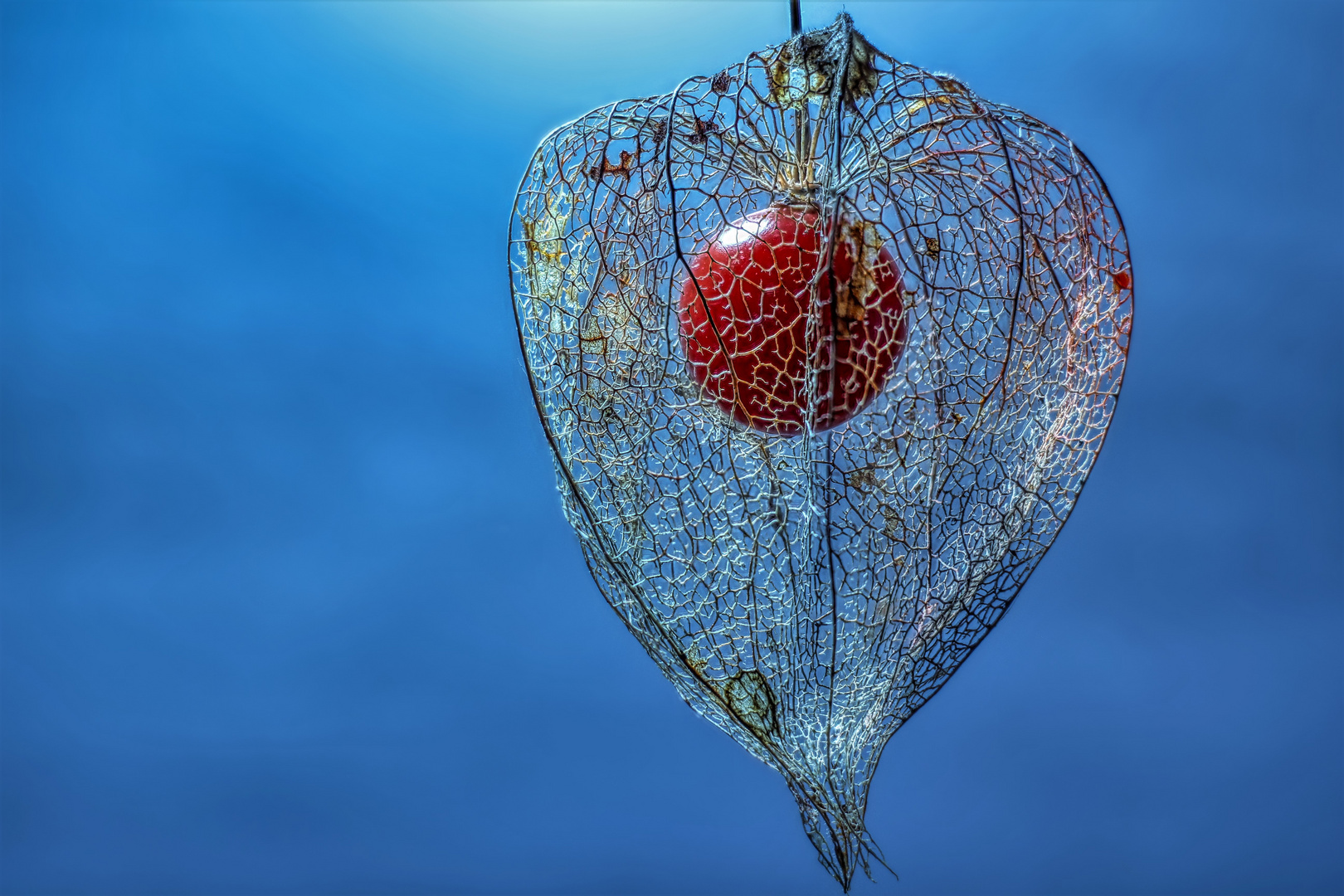 Lampionblume (Physalis alkekengi)