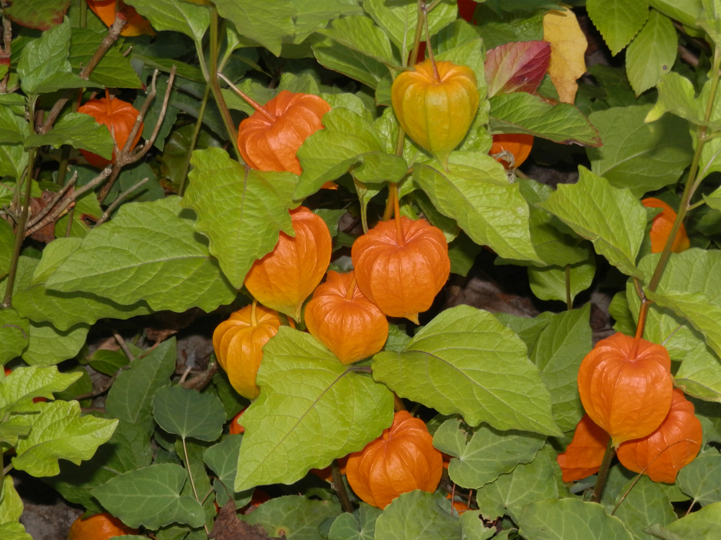 Lampionblume (Physalis alkekengi) Eine beliebte Staude