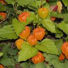 Lampionblume (Physalis alkekengi) - Eine beliebte Staude im Garten