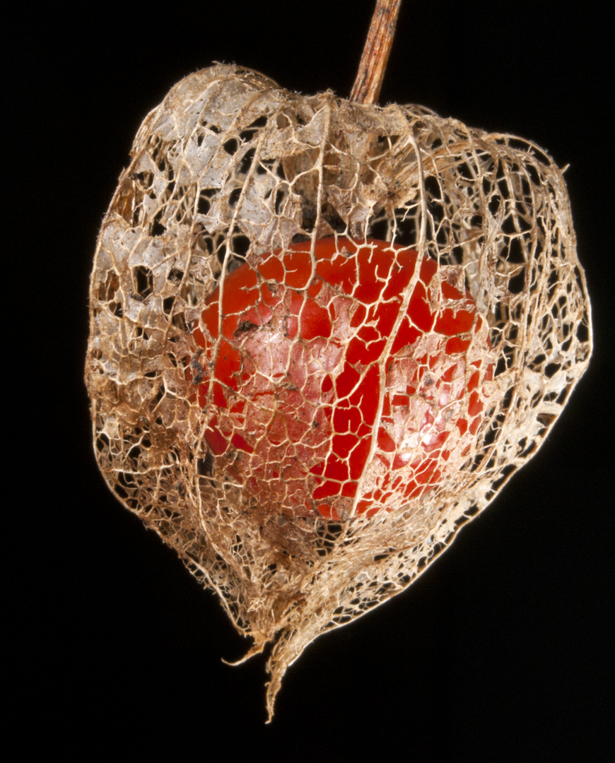 Lampionblume (Physalis alkekengi)