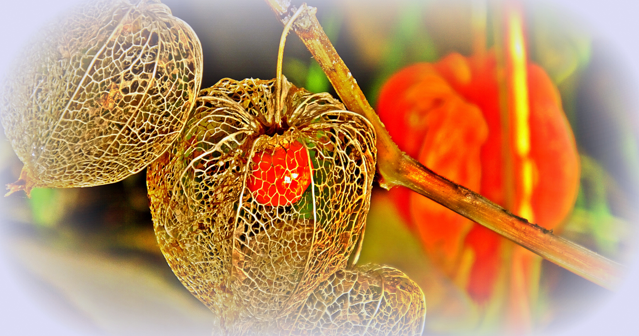 Lampionblume (physalis alkekengi franchetii)