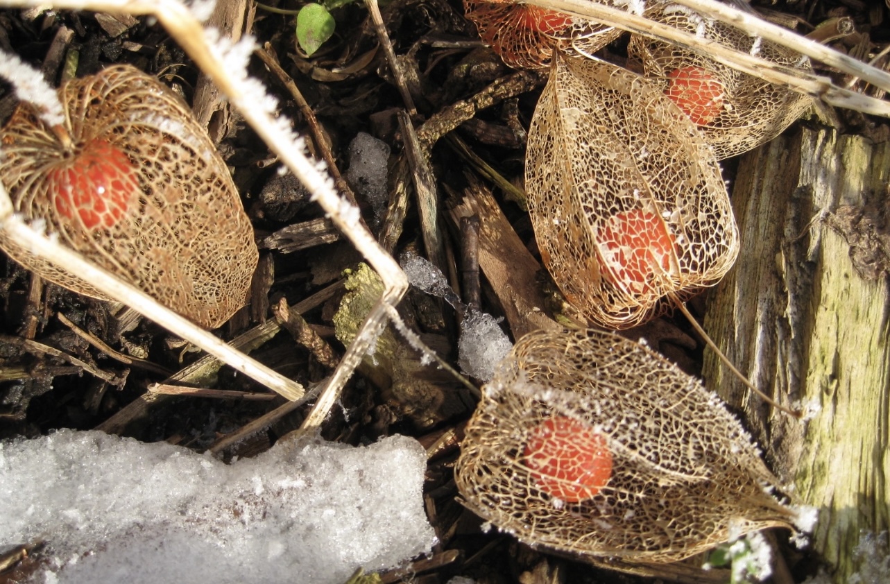 Lampionblume /Physalis alkekengi im Winterschlaf 