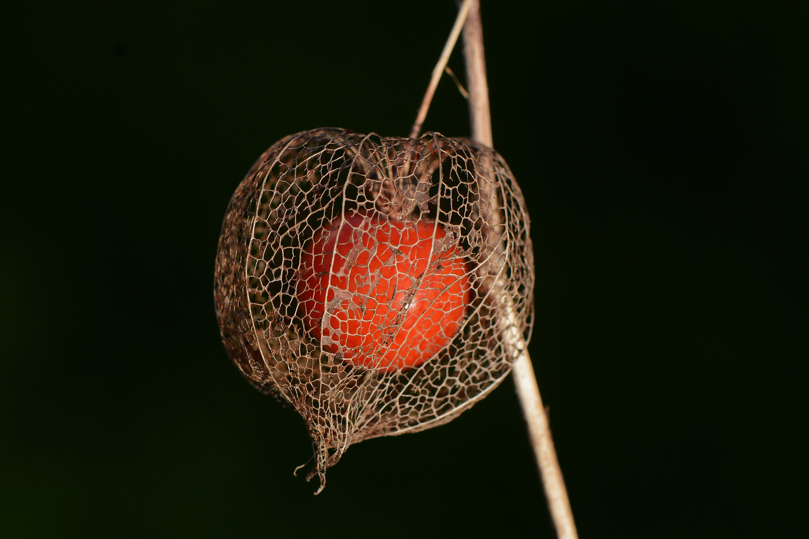 Lampionblume, Physalis