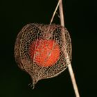 Lampionblume, Physalis