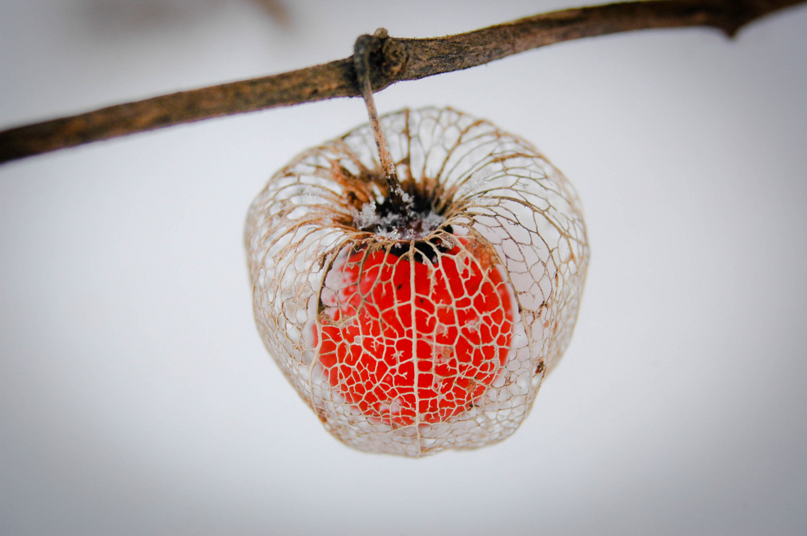 Lampionblume (Physalis) im Winter