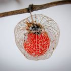 Lampionblume (Physalis) im Winter