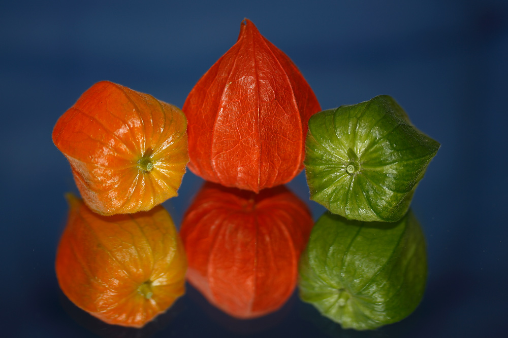 Lampionblumen gespiegelt