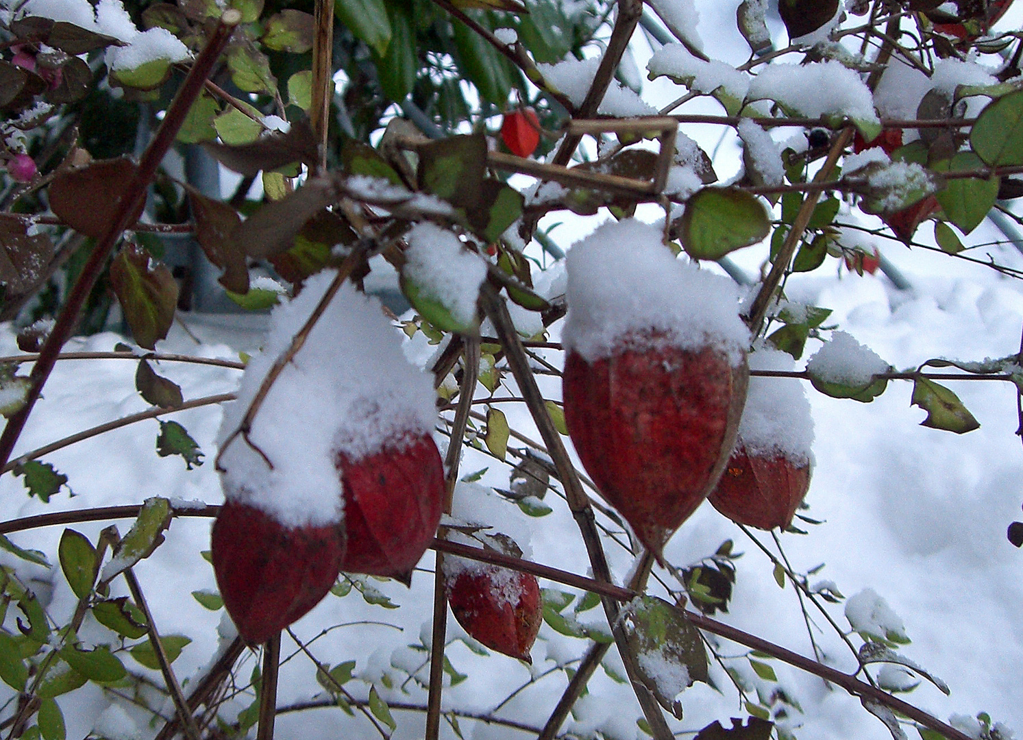 Lampionblumen im Schnee