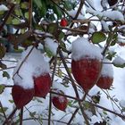 Lampionblumen im Schnee