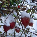 Lampionblumen im Schnee