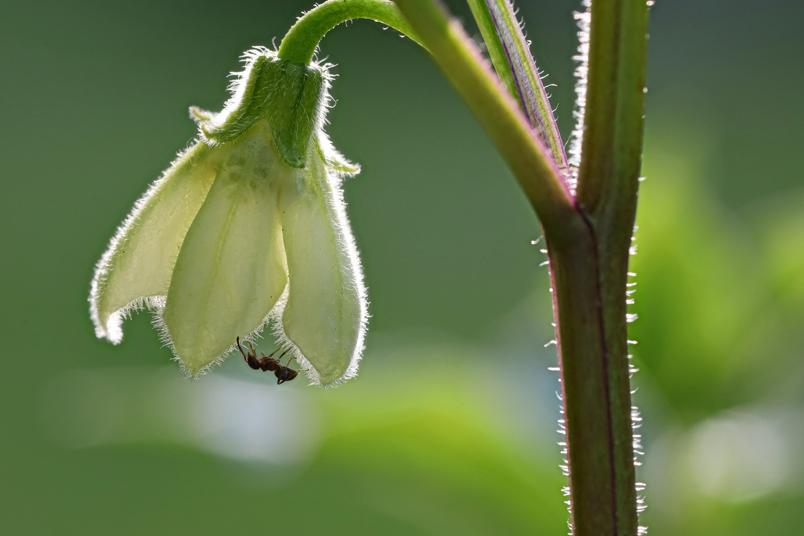 Lampionblumenblüte (Physalis alkekengi) mit Ameise