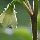 Lampionblumenblüte (Physalis alkekengi) mit Ameise