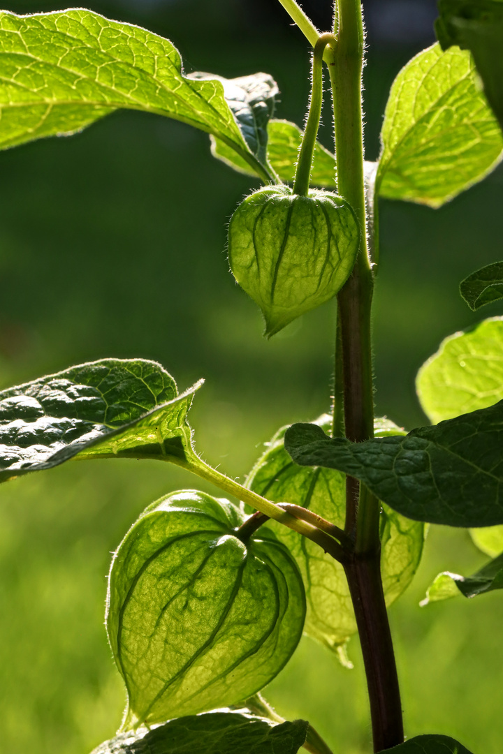 Lampionblumenblüten noch Grün hinter den Blättern (Physalis alkekengi) - chinese lanterns