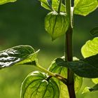 Lampionblumenblüten noch Grün hinter den Blättern (Physalis alkekengi) - chinese lanterns