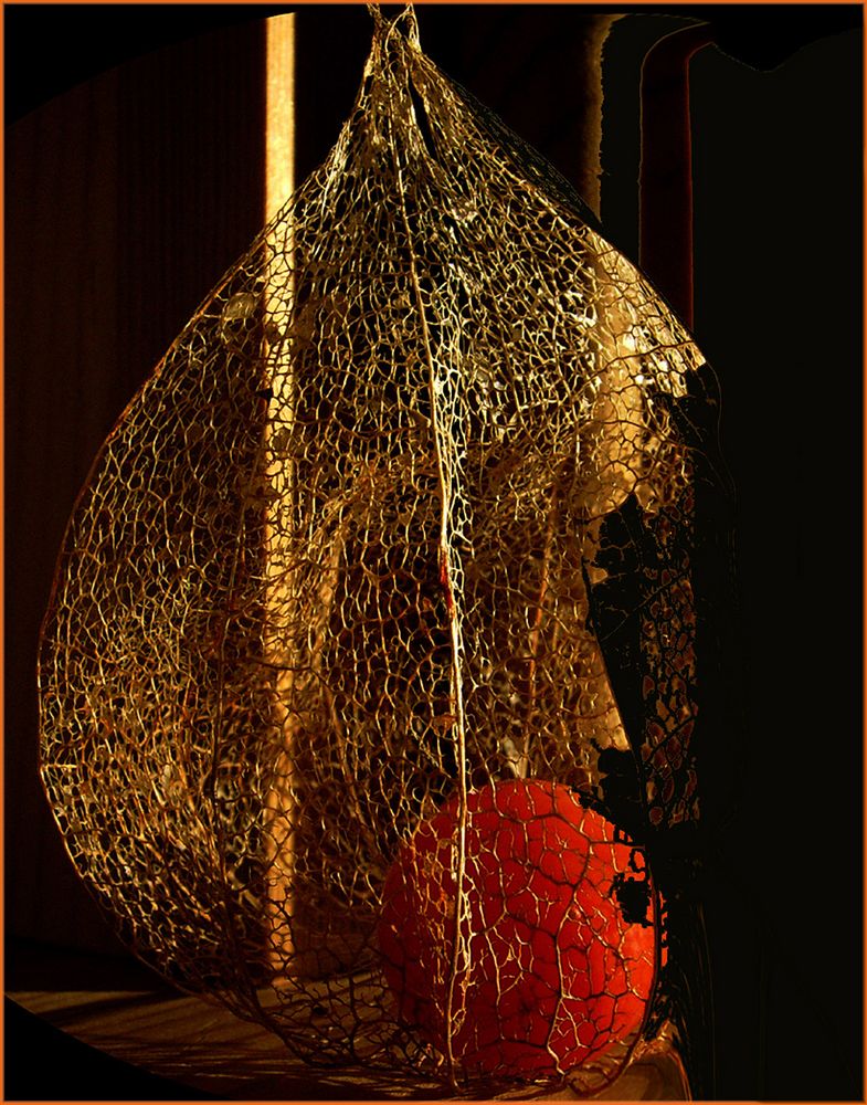 Lampionfrucht Foto & Bild natur, einer, zierpflanze Bilder auf