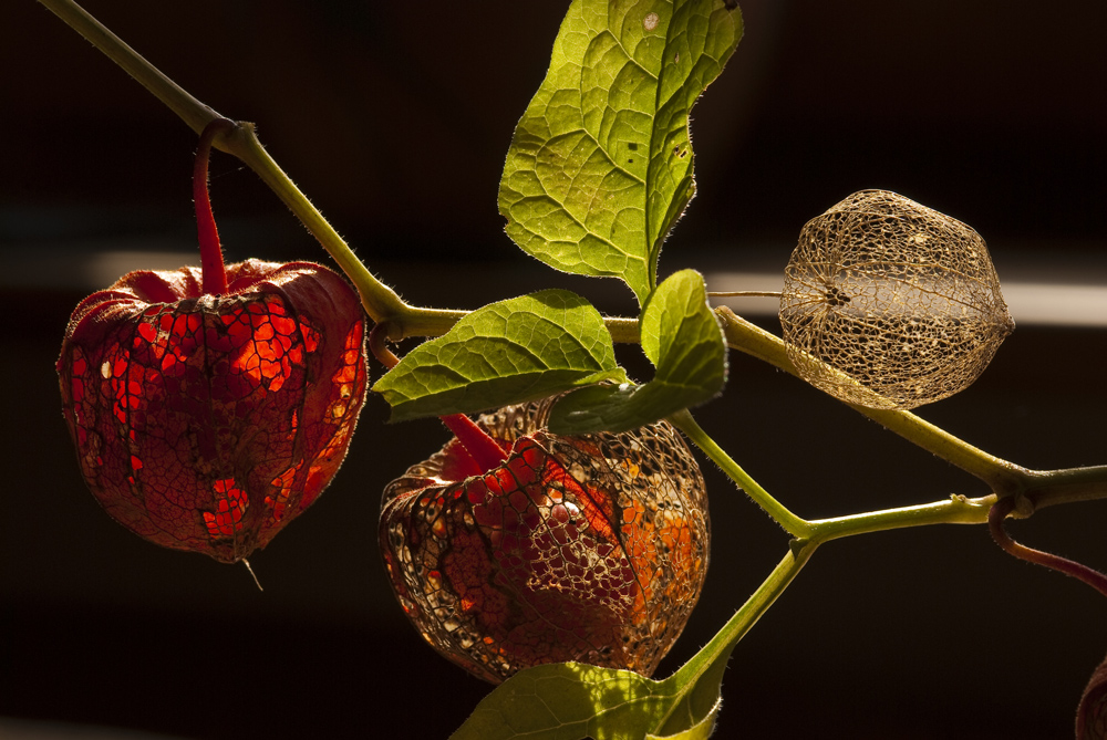 Lampionpflanze (Physalis alkengenki)