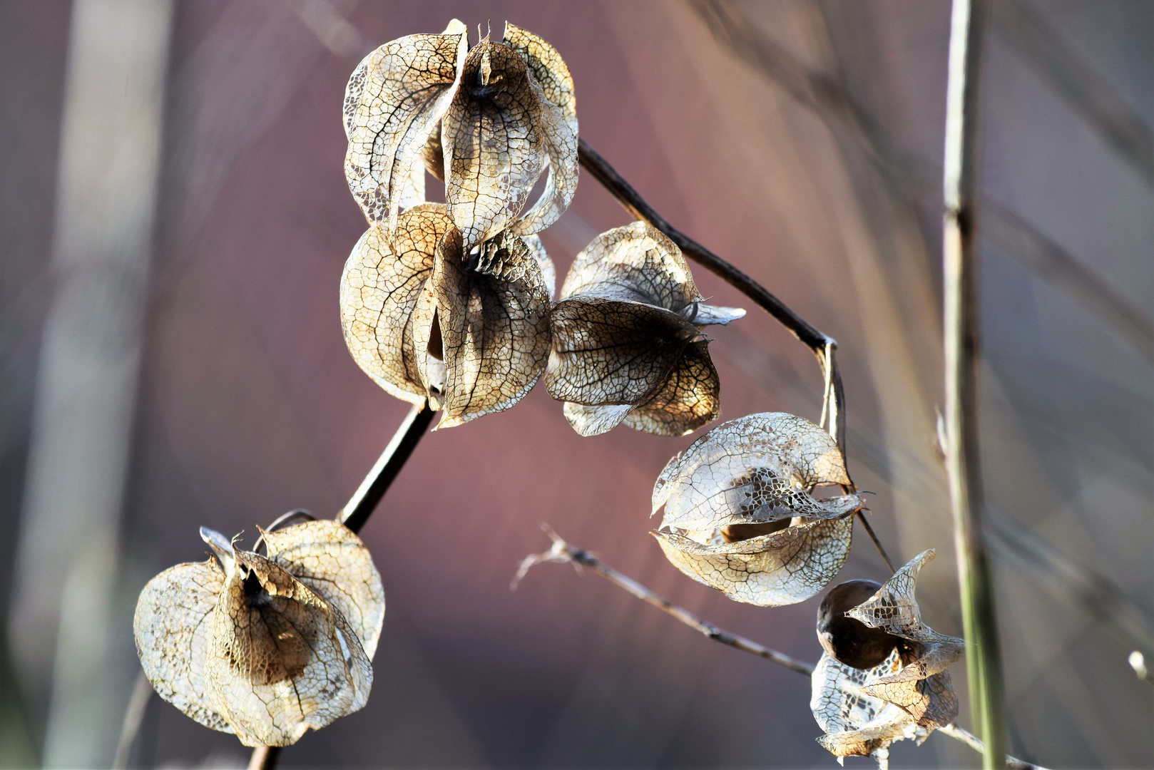 Lampions der  Giftbeere