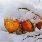 Lampions leuchten im Schnee