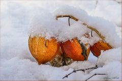 Lampions leuchten im Schnee