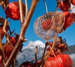 Lampionsblume mit Hoher Munde