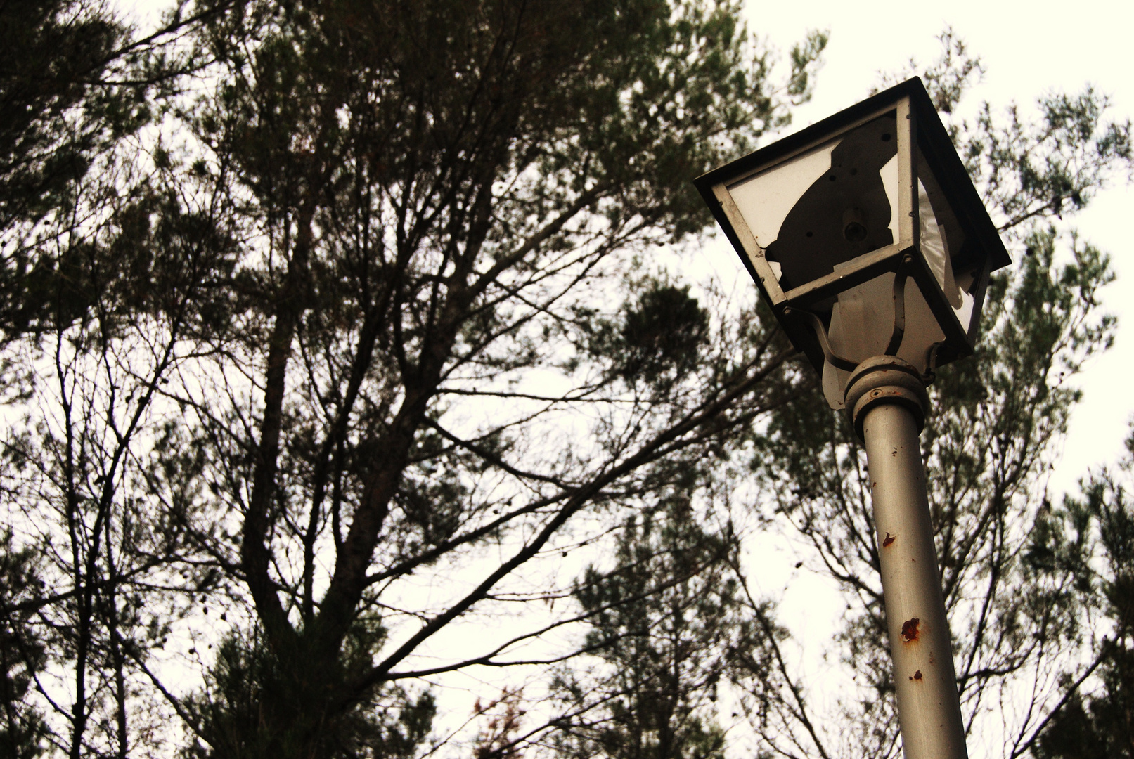 Lamppost