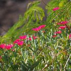 Lampranthus Blüten