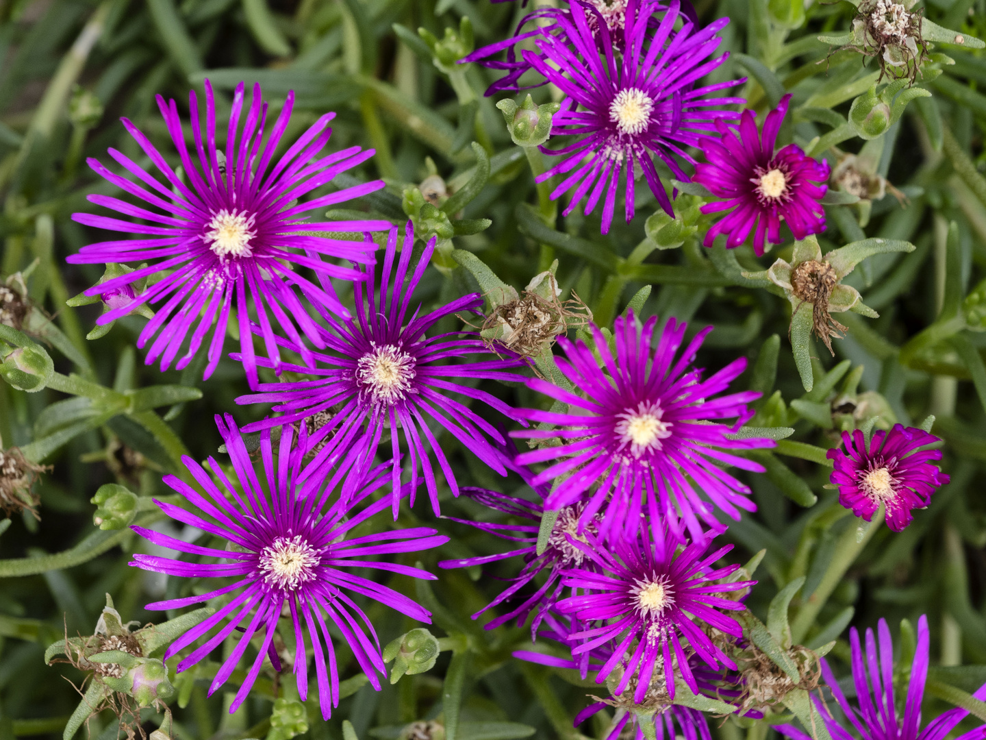 Lampranthus spectabilis