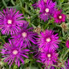 Lampranthus spectabilis