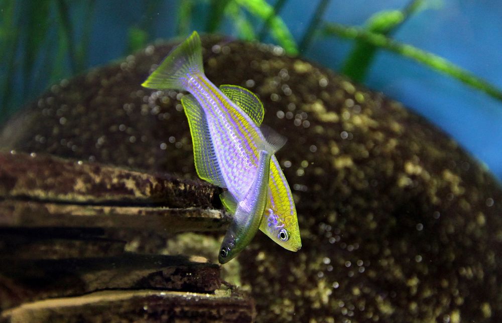 Lamprichthys tanganicanus