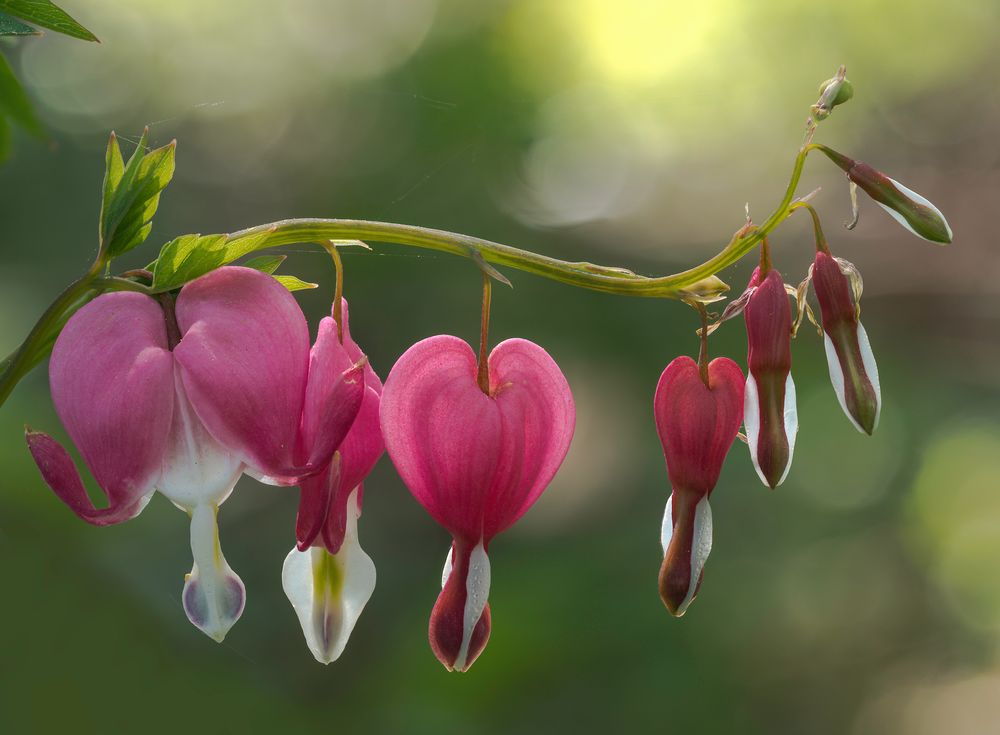 Lamprocapnos spectabilis