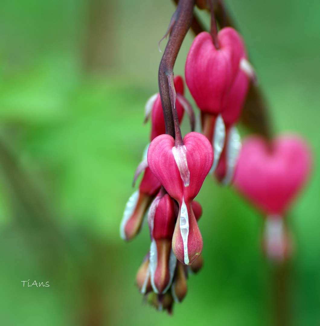 Lamprocapnos spectabilis