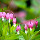 Lamprocapnos spectabilis