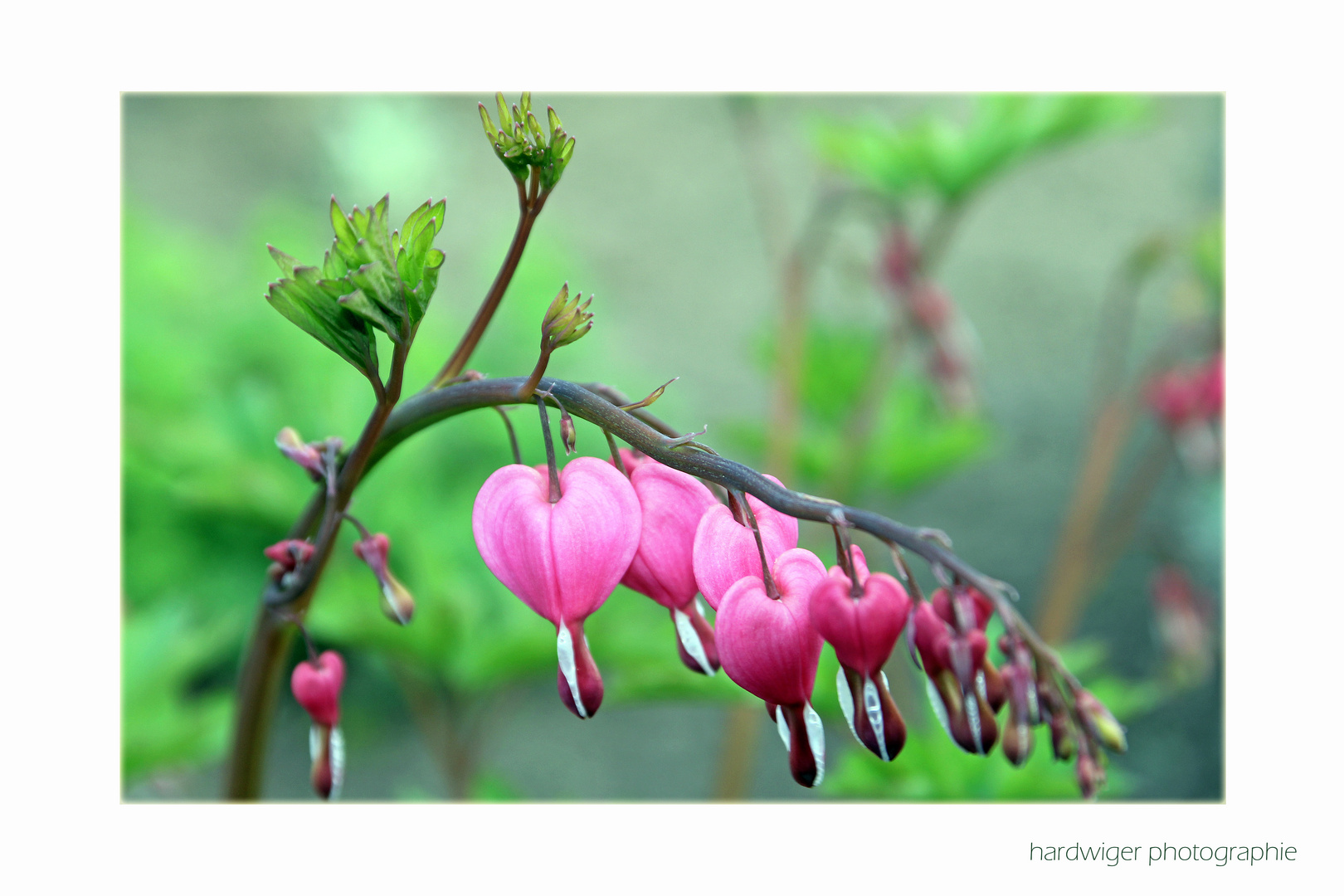 Lamprocapnos spectabilis