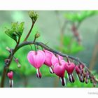 Lamprocapnos spectabilis